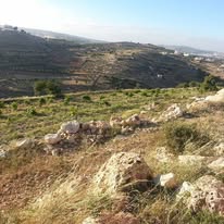  | موسوعة القرى الفلسطينية